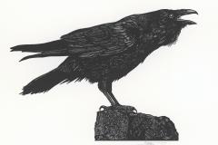 WS Merwin broadside, "Noah's Raven"