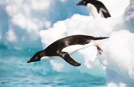 A penguin jumping off ice into the water