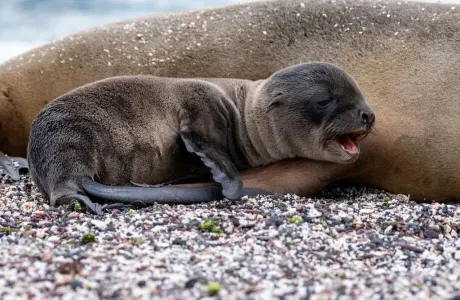 一只小海豹依偎在妈妈身边